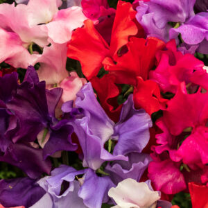Sweet Pea Royal Family Mix