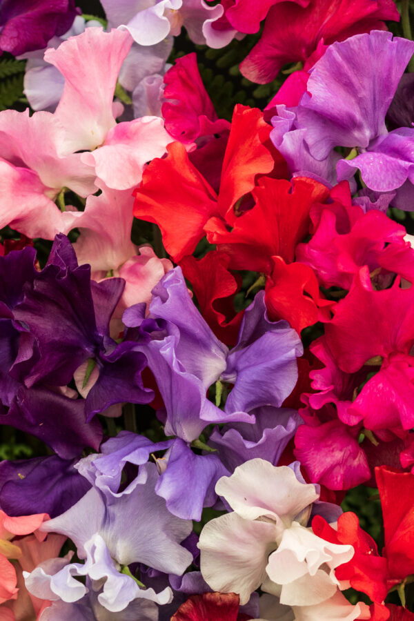 Sweet Pea Royal Family Mix