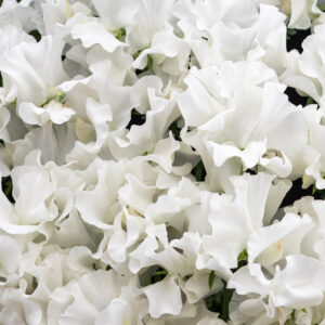 Sweet Pea Royal Family White