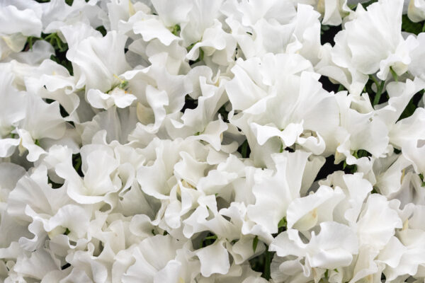 Sweet Pea Royal Family White