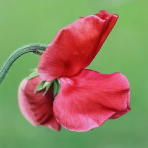 Sweet Pea Winston Churchill