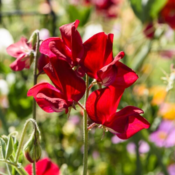 Sweet Pea Winston Churchill - Image 2