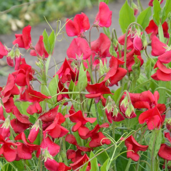 Sweet Pea Winston Churchill - Image 3