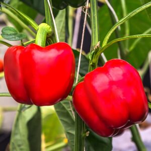 Sweet Pepper California Wonder 300 Tmr