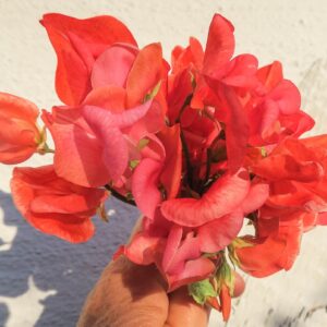 Sweet Pea Henry Eckford