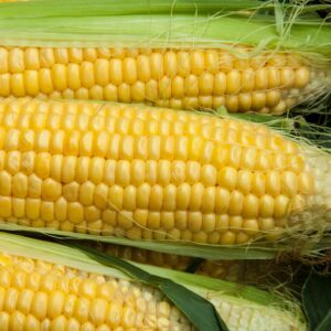 Sweetcorn Golden Bantam