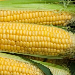 Organic Sweetcorn Golden Bantam