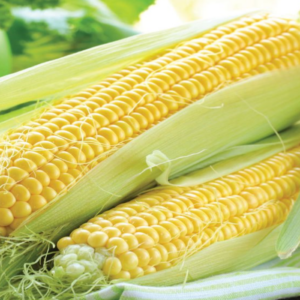 Sweet Corn Sweetcorn F1 Rising Sun