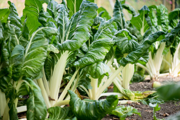 Swiss Chard - Fordhook Giant - Image 2