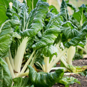 Organic Swiss Chard Fordhook Giant
