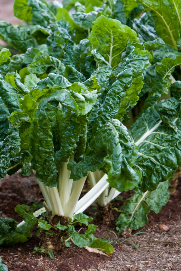 Organic Swiss Chard Fordhook Giant - Image 2