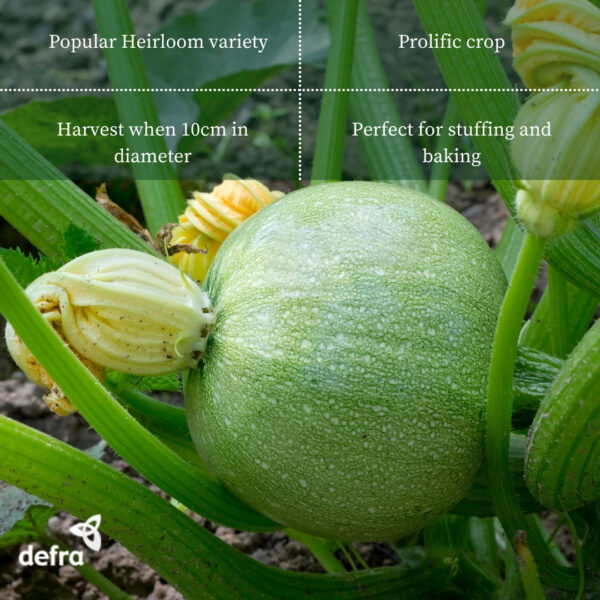 Italian Courgette Tondo Chiaro Di Nizza - Image 2