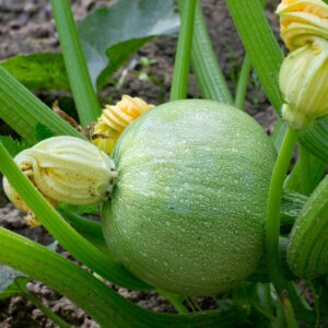 Italian Courgette Tondo Chiaro Di Nizza
