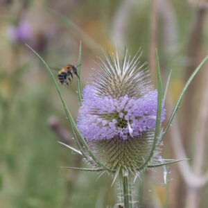 Teasel Dipsacus Fullonum