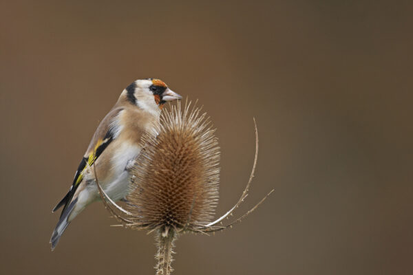 Teasel Dipsacus Fullonum - Image 2