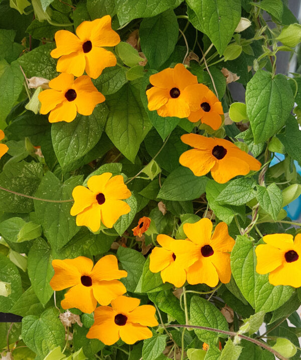 Thunbergia Black Eye Susan Alata Mix