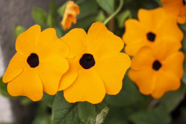 Thunbergia Black Eye Susan Alata Mix - Image 2