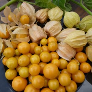 Tomatillo Pineapple Physalis Ixocarpa