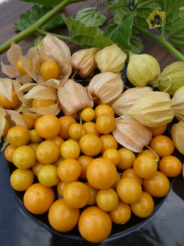 Tomatillo Pineapple Physalis Ixocarpa