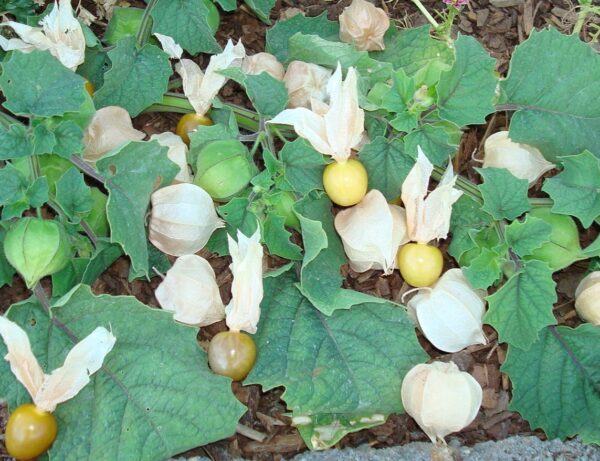 Tomatillo Pineapple Physalis Ixocarpa - Image 2