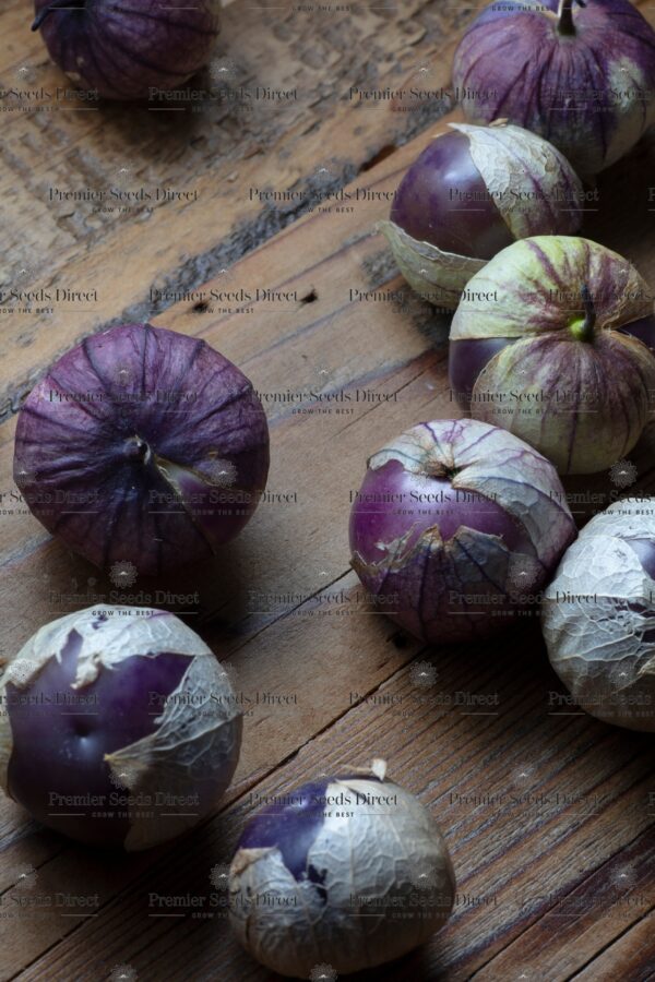 Tomatillo Purple Physalis Ixocarpa - Image 2