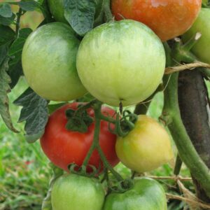 Tomato Ace 55 Vf