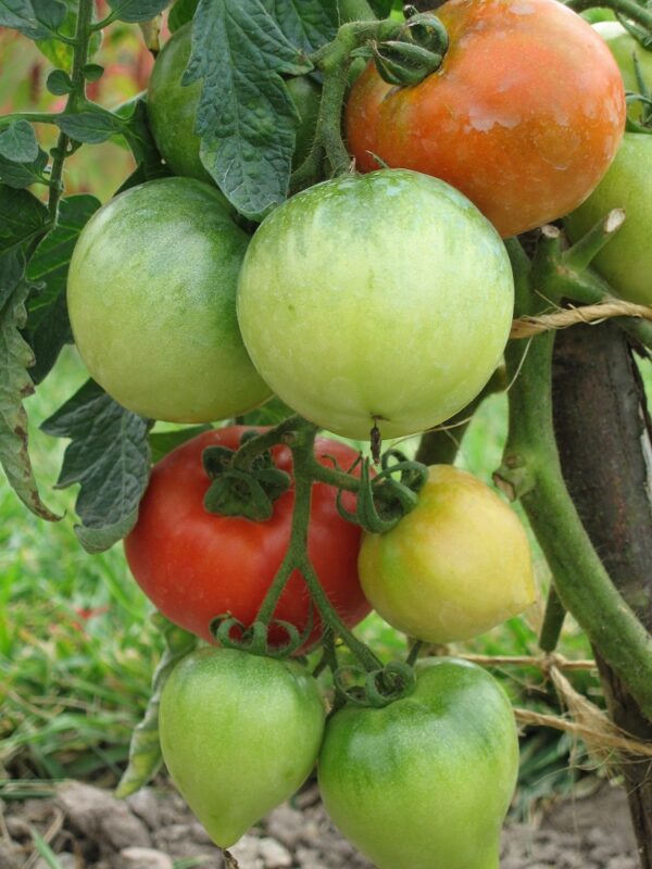 Tomato Ace 55 Vf