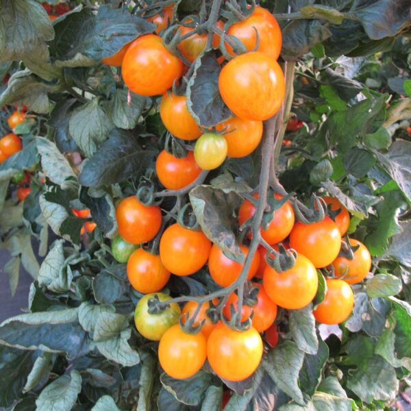 Tomato Cherry Artisan Golden Bumblebee - Image 2