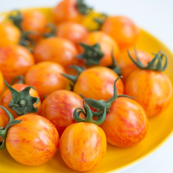 Tomato Cherry Artisan Golden Bumblebee