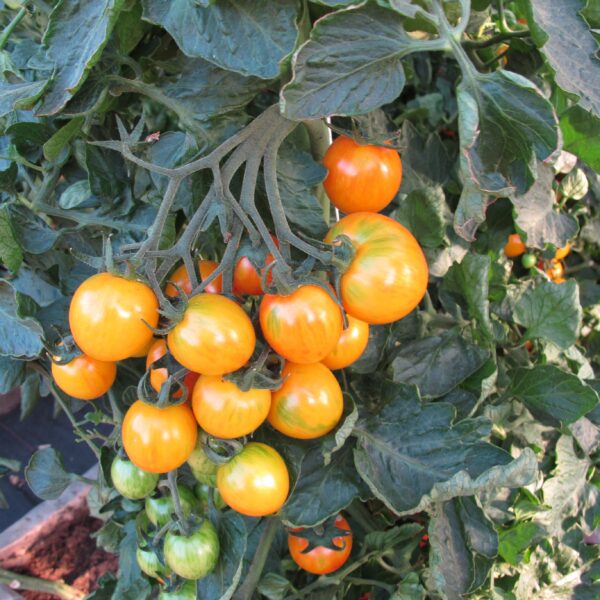 Tomato Cherry Artisan Golden Bumblebee - Image 3