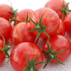 Tomato Cherry Artisan Pink Bumblebee
