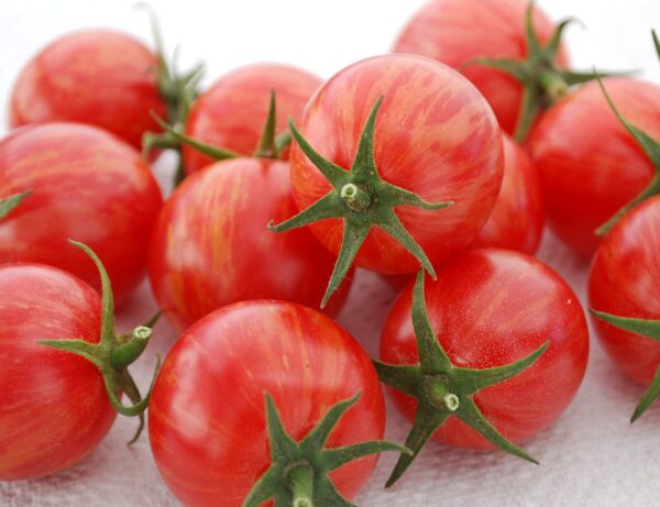 Tomato Cherry Artisan Pink Bumblebee