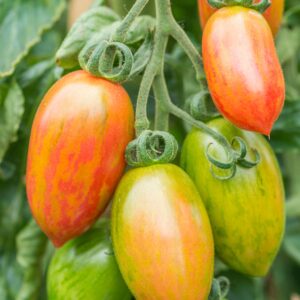 Tomato Cherry Artisan Pink Tiger new