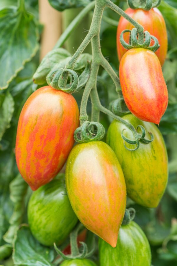 Tomato Cherry Artisan Pink Tiger new