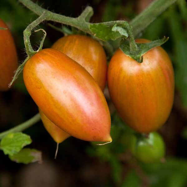 Tomato Cherry Artisan Pink Tiger new - Image 3