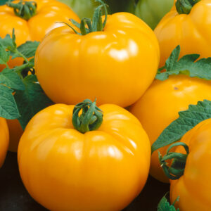 Tomato Azoychka