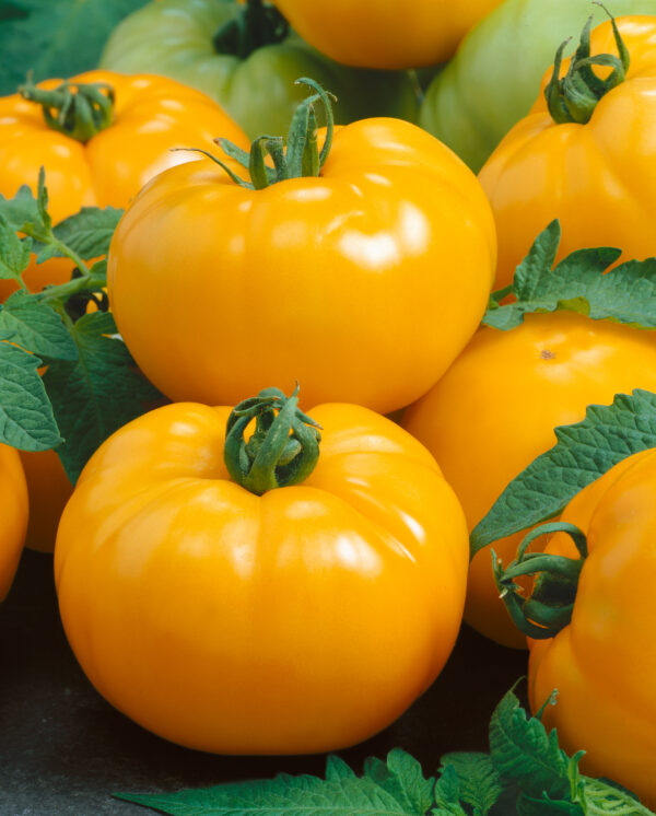 Tomato Azoychka