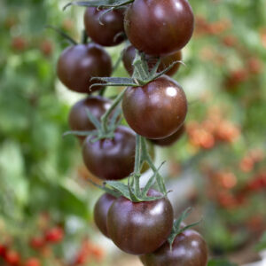 Tomato Black Opal