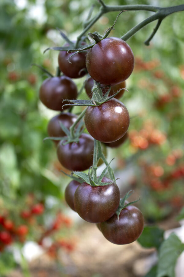 Tomato Black Opal