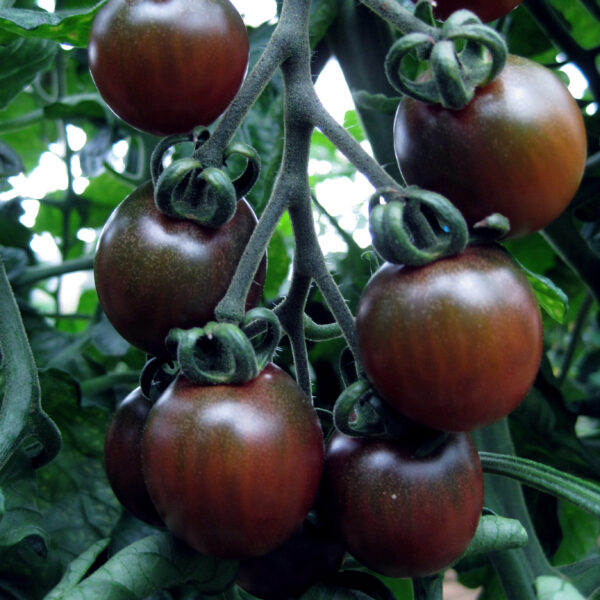 Tomato Black Opal - Image 3