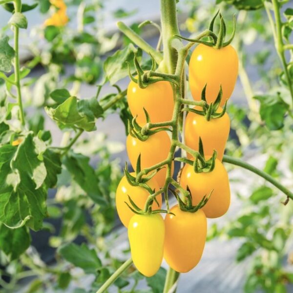 Tomato Cream Sausage