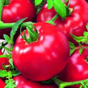 Tomato Delicious