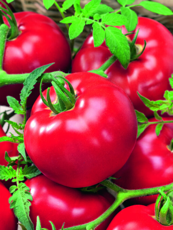 Tomato Delicious