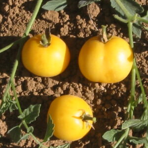 Tomato Garden Peach
