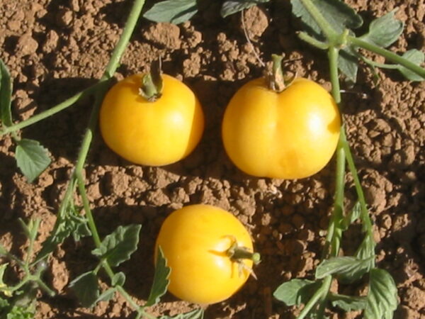 Tomato Garden Peach