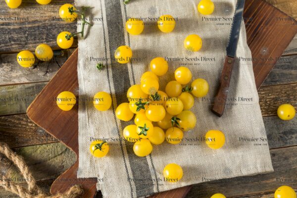 Tomato Yellow Cherry Gold Nugget - Image 3