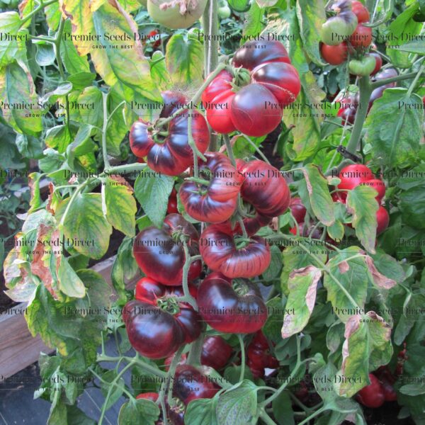 Tomato Indigo Blue Beauty - Image 5