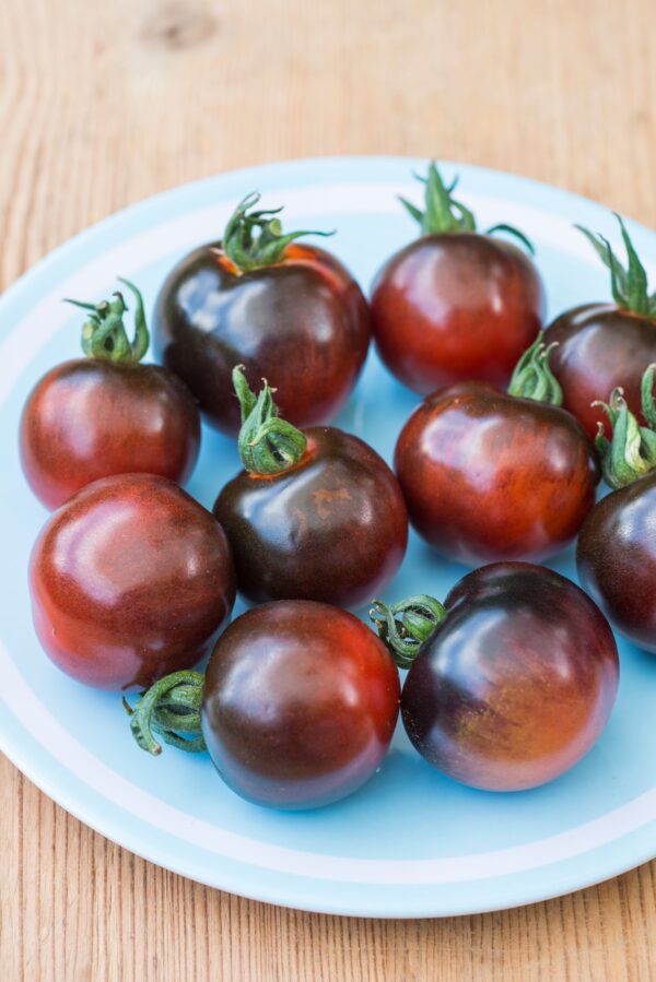 Tomato Indigo Rose - Image 3