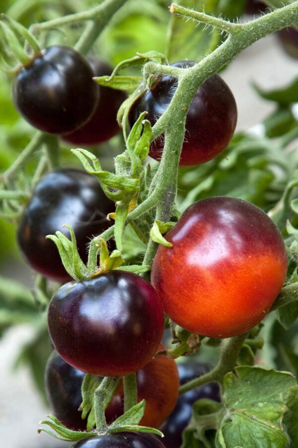 Tomato Indigo Rose - Image 2