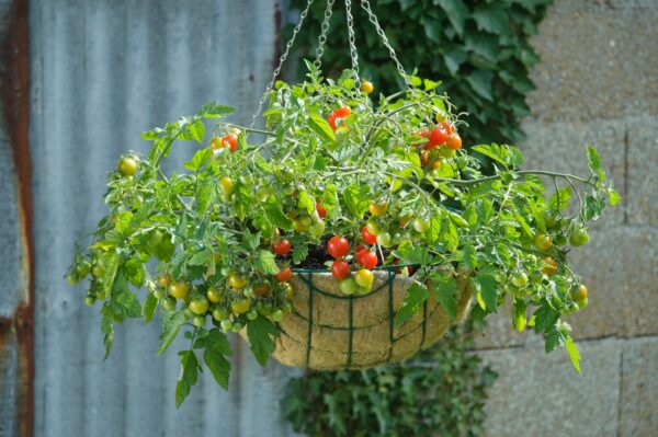 Tomato Cherry Lizzano F1 - Image 2